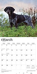 German Shorthaired Pointers 2026 Square Flap Wall Calendar slide 2 of 4