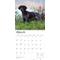 Show in main carousel: German Shorthaired Pointers 2026 Square Flap Wall Calendar slide 3 of 4