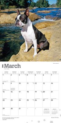 Show full view: Boston Terriers 2026 Square Flap Wall Calendar slide 3 of 4