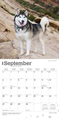Show full view: Siberian Huskies 2026 Square Flap Wall Calendar slide 4 of 4