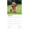 Show in main carousel: Rhodesian Ridgebacks 2026 Square Flap Wall Calendar slide 3 of 4