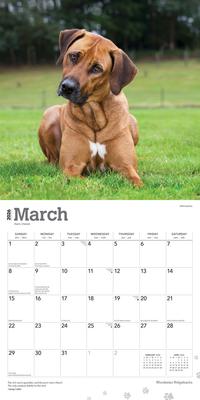 Show full view: Rhodesian Ridgebacks 2026 Square Flap Wall Calendar slide 3 of 4