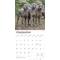 Show in main carousel: Weimaraners 2026 Square Flap Wall Calendar slide 4 of 4