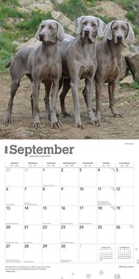 Show full view: Weimaraners 2026 Square Flap Wall Calendar slide 4 of 4
