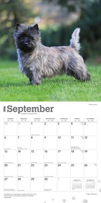 Show full view: Cairn Terriers 2026 Square Flap Wall Calendar slide 4 of 4