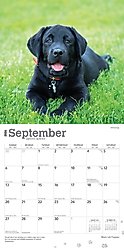 Labrador Retriever Puppies, Black 2026 Square Flap Wall Calendar slide 2 of 4