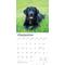 Show in main carousel: Labrador Retriever Puppies, Black 2026 Square Flap Wall Calendar slide 4 of 4