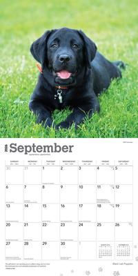 Show full view: Labrador Retriever Puppies, Black 2026 Square Flap Wall Calendar slide 4 of 4