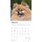 Show in main carousel: Pomeranians 2026 Square Flap Wall Calendar slide 3 of 4