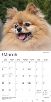 Show full view: Pomeranians 2026 Square Flap Wall Calendar slide 3 of 4