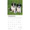 Show in main carousel: Border Collie Puppies 2026 Square Flap Wall Calendar slide 4 of 4
