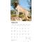 Show in main carousel: Mastiffs 2026 Square Flap Wall Calendar slide 3 of 4