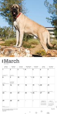 Show full view: Mastiffs 2026 Square Flap Wall Calendar slide 3 of 4