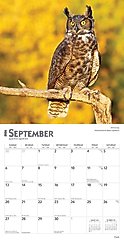 Owls 2026 Square Flap Wall Calendar slide 2 of 4