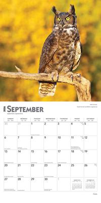 Show full view: Owls 2026 Square Flap Wall Calendar slide 4 of 4