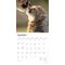 Show in main carousel: Baby Animals 2026 Square Flap Wall Calendar slide 3 of 4