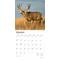 Show in main carousel: Monster Bucks 2026 Square Flap Wall Calendar slide 3 of 4