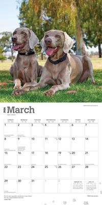 Show full view: Weimaraners 2026 Square Flap Wall Calendar slide 3 of 4