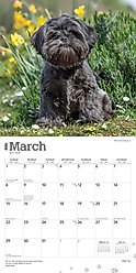 Shih Tzu 2026 Square Flap Wall Calendar slide 2 of 4