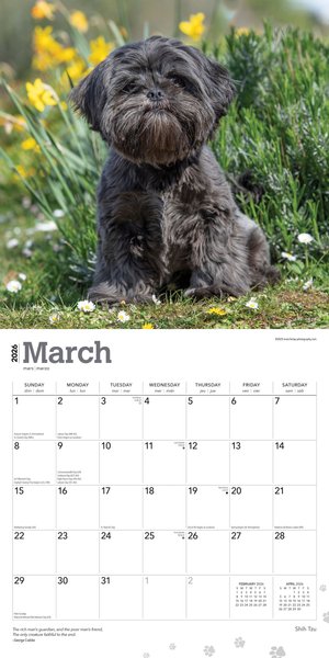 Shih Tzu 2026 Square Flap Wall Calendar
