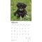 Show in main carousel: Schnauzer Puppies 2026 Square Flap Wall Calendar slide 3 of 4
