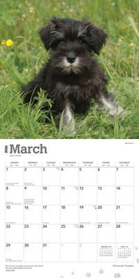 Show full view: Schnauzer Puppies 2026 Square Flap Wall Calendar slide 3 of 4