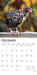 Chickens 2026 Square Flap Wall Calendar slide 2 of 4