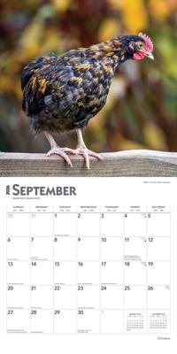Show full view: Chickens 2026 Square Flap Wall Calendar slide 4 of 4