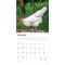 Show in main carousel: Chickens 2026 Square Flap Wall Calendar slide 3 of 4