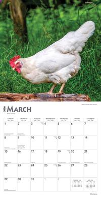 Show full view: Chickens 2026 Square Flap Wall Calendar slide 3 of 4