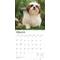 Show in main carousel: Shih Tzu Puppies 2026 Square Flap Wall Calendar slide 3 of 4
