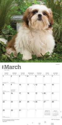 Show full view: Shih Tzu Puppies 2026 Square Flap Wall Calendar slide 3 of 4