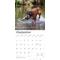 Show in main carousel: Boxers International Edition 2026 Square Flap Wall Calendar slide 4 of 4