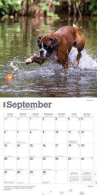 Show full view: Boxers International Edition 2026 Square Flap Wall Calendar slide 4 of 4