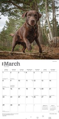 Show full view: Labrador Retrievers, Chocolate 2026 Square Flap Wall Calendar slide 3 of 4