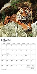 Tigers 2026 Square Flap Wall Calendar slide 2 of 4