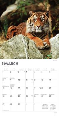 Show full view: Tigers 2026 Square Flap Wall Calendar slide 3 of 4