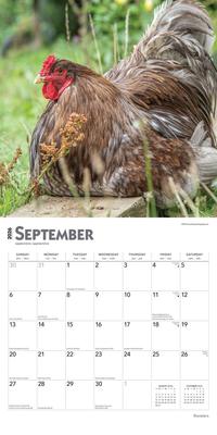 Show full view: Roosters 2026 Square Flap Wall Calendar slide 4 of 4