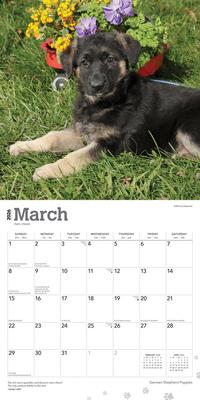 Show full view: German Shepherd Puppies 2026 Square Flap Wall Calendar slide 3 of 4