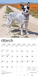 Australian Cattle Dogs 2026 Square Flap Wall Calendar slide 2 of 4