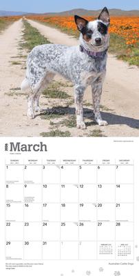 Show full view: Australian Cattle Dogs 2026 Square Flap Wall Calendar slide 3 of 4