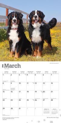 Show full view: Bernese Mountain Dogs 2026 Square Flap Wall Calendar slide 3 of 4