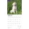 Show in main carousel: Golden Retriever Puppies 2026 Square Flap Wall Calendar slide 3 of 4