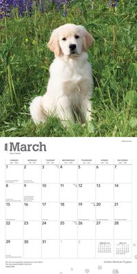 Show full view: Golden Retriever Puppies 2026 Square Flap Wall Calendar slide 3 of 4