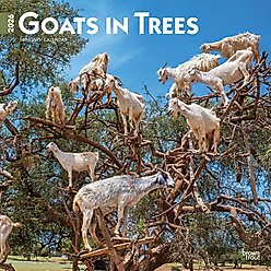 Goats in Trees 2026 Square Flap Wall Calendar
