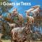 Show in main carousel: Goats in Trees 2026 Square Flap Wall Calendar slide 1 of 4