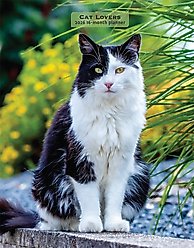 Cat Lovers 2026 Engagement Calendar