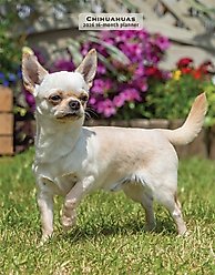 Chihuahuas 2026 Engagement Calendar