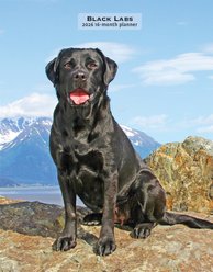 Labrador Retrievers Black 2026 Engagement Calendar