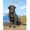 Show in main carousel: Labrador Retrievers Black 2026 Engagement Calendar slide 1 of 4